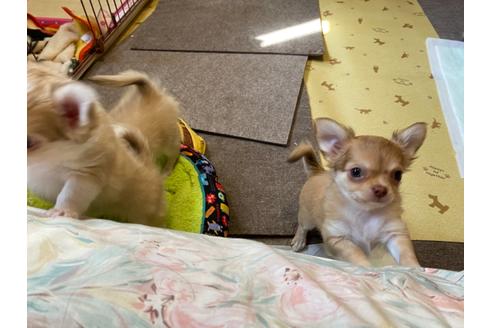 成約済の神奈川県のチワワ(ロングコート)-124564の17枚目