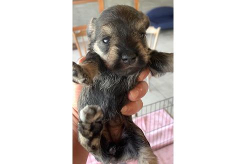 成約済の三重県のミニチュアシュナウザー-131095の7枚目