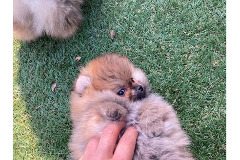 成約済の福岡県のポメラニアン-132040の7枚目