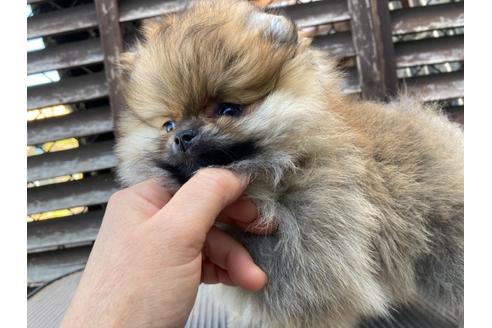 成約済の福岡県のポメラニアン-132040の6枚目