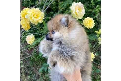 成約済の福岡県のポメラニアン-132040の5枚目