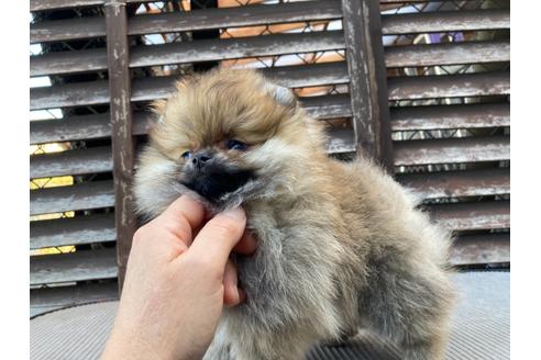 成約済の福岡県のポメラニアン-132040の4枚目