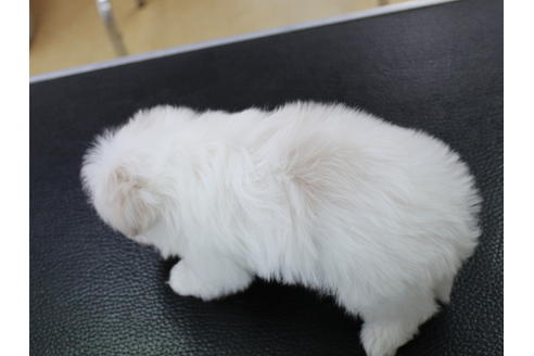 成約済の熊本県のマルチーズ-132043の2枚目