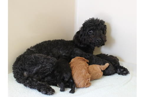 熊本県のトイプードル 男の子 21 04 10生まれ ブラックです 子犬id 1347 ブリーダーナビ