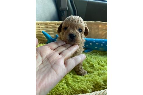成約済の秋田県のマルプー:マルチーズ×トイプードル-132074の8枚目