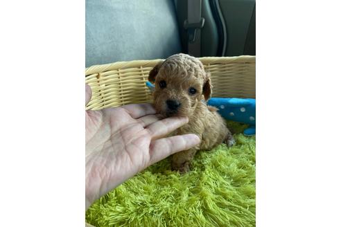 成約済の秋田県のマルプー:マルチーズ×トイプードル-132074の7枚目