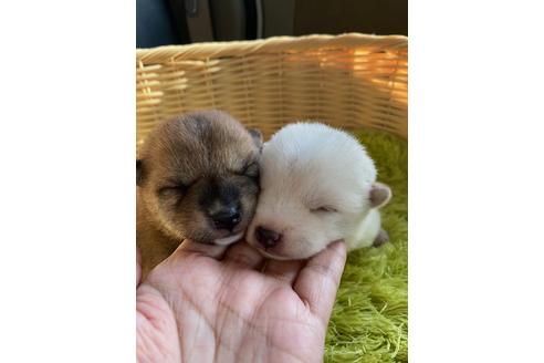 成約済の秋田県の豆柴-132079の11枚目