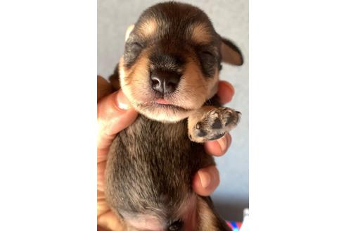 成約済の三重県のミニチュアシュナウザー-132082の16枚目