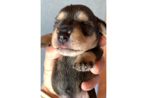 成約済の三重県のミニチュアシュナウザー-132082の15枚目