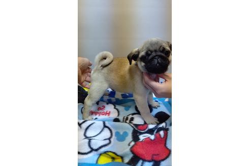 岡山県でパグの子犬を探す ブリーダーナビ
