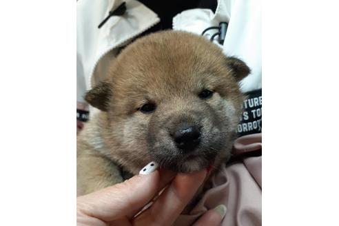 成約済の富山県の柴犬-132092の3枚目