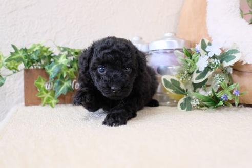 成約済の滋賀県のトイプードル-132100