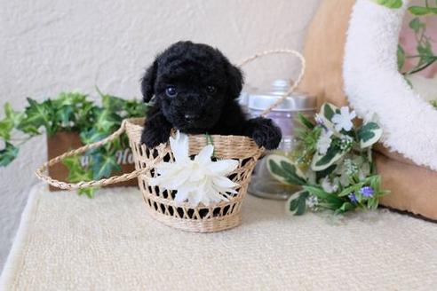 成約済の滋賀県のトイプードル-132100の2枚目