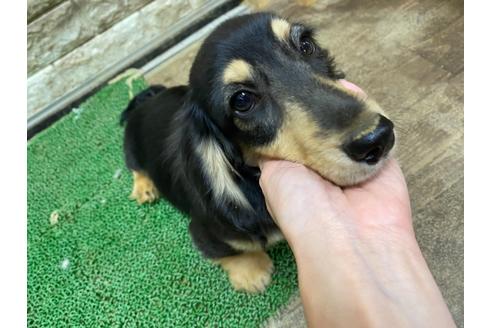 成約済の福岡県のミニチュアダックスフンド(ロングヘアード)-132117の1枚目