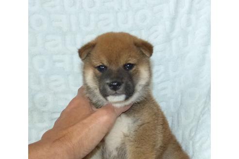 成約済の静岡県の柴犬-132132