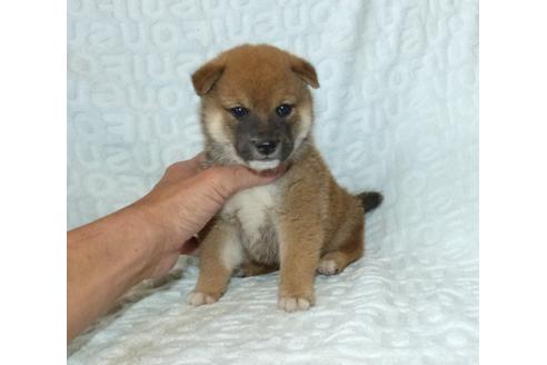 成約済の静岡県の柴犬-132132の9枚目