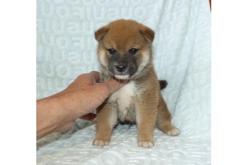 成約済の静岡県の柴犬-132132の7枚目