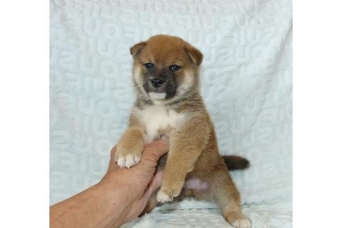 成約済の静岡県の柴犬-132132の3枚目