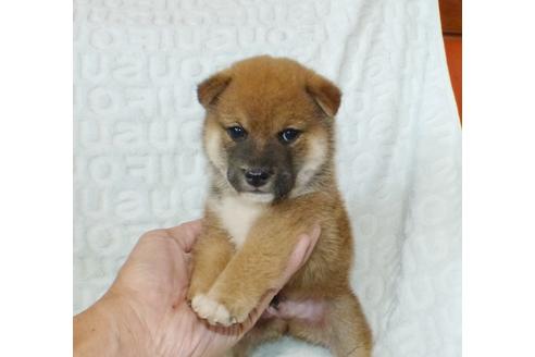 成約済の静岡県の柴犬-132132の2枚目