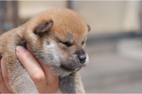 成約済の埼玉県の柴犬-132136の2枚目