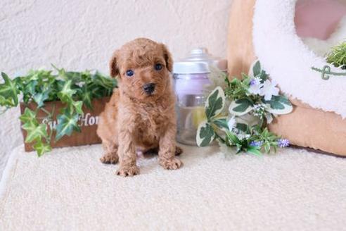 成約済の滋賀県のトイプードル-132140の1枚目