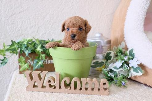 成約済の滋賀県のトイプードル-132140の3枚目