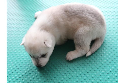 成約済の熊本県のシベリアンハスキー-132142の4枚目