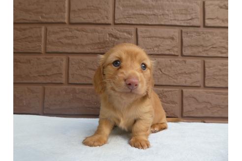 成約済の埼玉県のカニンヘンダックスフンド(ロングヘアード)-128937の1枚目