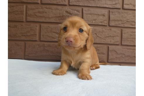 成約済の埼玉県のカニンヘンダックスフンド(ロングヘアード)-128937の3枚目