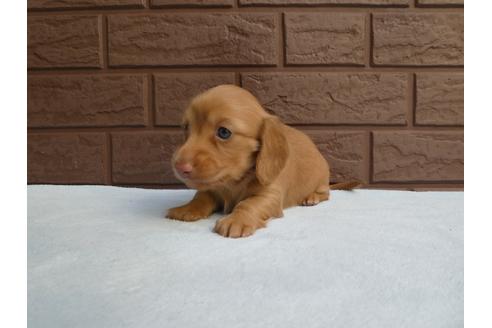 成約済の埼玉県のカニンヘンダックスフンド(ロングヘアード)-128937の2枚目