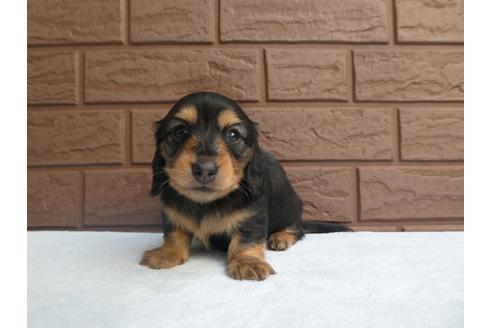 成約済の埼玉県のカニンヘンダックスフンド(ロングヘアード)-132154の1枚目