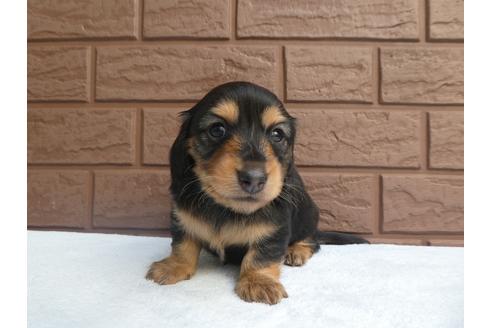 成約済の埼玉県のカニンヘンダックスフンド(ロングヘアード)-132154の3枚目