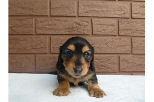 成約済の埼玉県のカニンヘンダックスフンド(ロングヘアード)-132154の2枚目