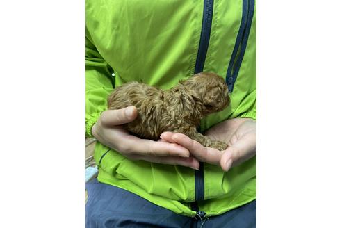 成約済の静岡県のトイプードル-132172の3枚目