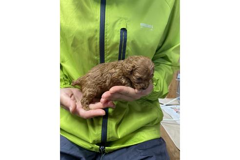 成約済の静岡県のトイプードル-132173の3枚目