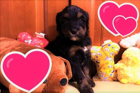 茨城県でミックス犬の子犬を探す ブリーダーナビ 茨城県でミックス犬の子犬を探す ブリーダーナビ