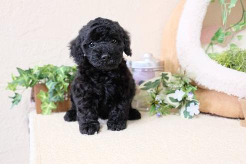 成約済の滋賀県のトイプードル-130625