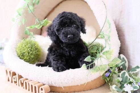 成約済の滋賀県のトイプードル-130625の5枚目