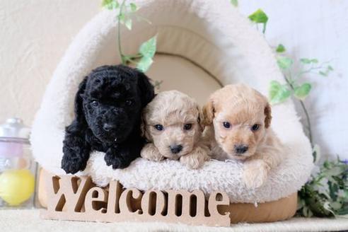 成約済の滋賀県のトイプードル-130625の4枚目