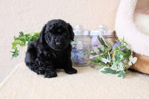 成約済の滋賀県のトイプードル-130625の3枚目
