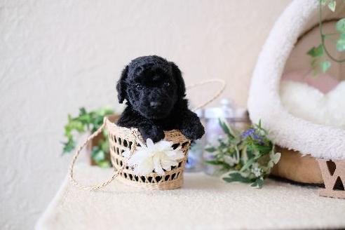 成約済の滋賀県のトイプードル-130625の2枚目