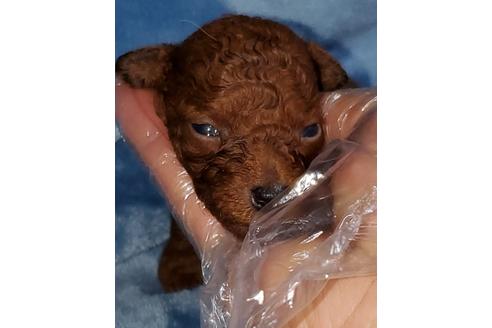 成約済の福岡県のタイニープードル-132217の1枚目