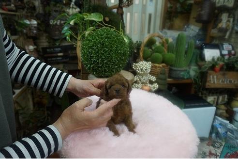 成約済の京都府のティーカッププードル-131853の3枚目