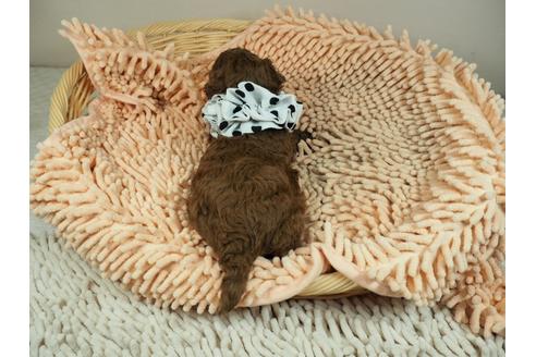 成約済の埼玉県のタイニープードル-132227の4枚目