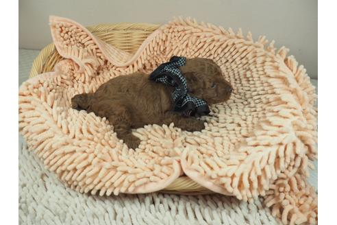 成約済の埼玉県のタイニープードル-132228の2枚目