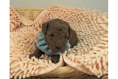 成約済の埼玉県のタイニープードル-132230の5枚目