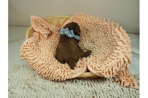 成約済の埼玉県のタイニープードル-132230の4枚目
