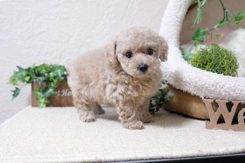 成約済の滋賀県のトイプードル-130626