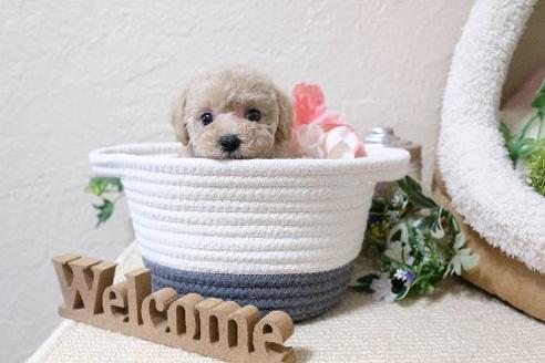 成約済の滋賀県のトイプードル-130626の5枚目