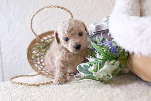 成約済の滋賀県のトイプードル-130626の3枚目